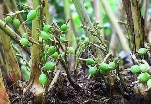 Elaichi/Cardamom_Plant_(Hybrid,_Pack_of_1)