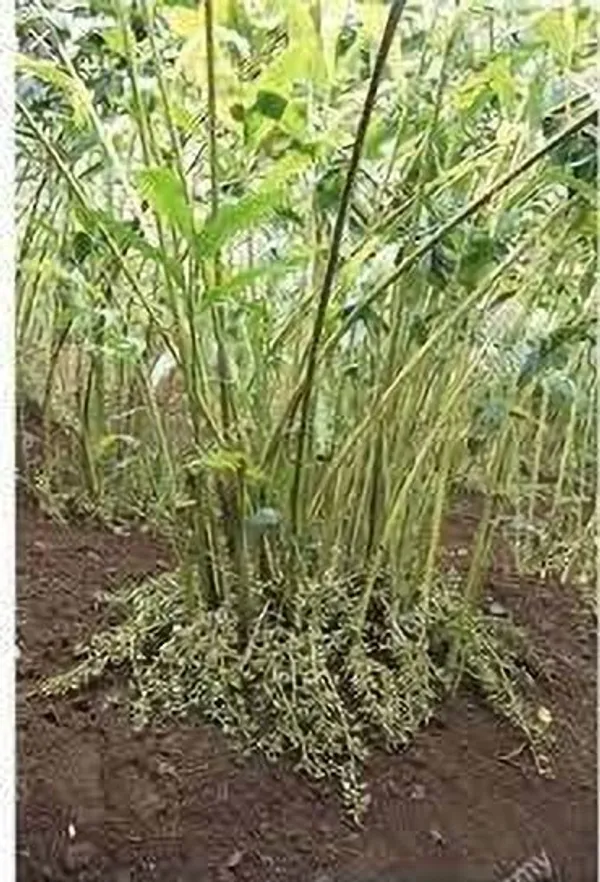 Elaichi/Cardamom_Plant_(Hybrid,_Pack_of_1)