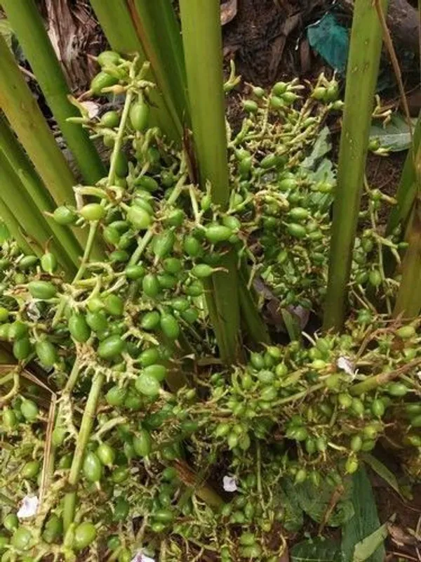 Elaichi/Cardamom_Plant_(Hybrid,_Pack_of_1)