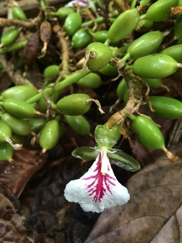 Elaichi/Cardamom_Plant_(Hybrid,_Pack_of_1)