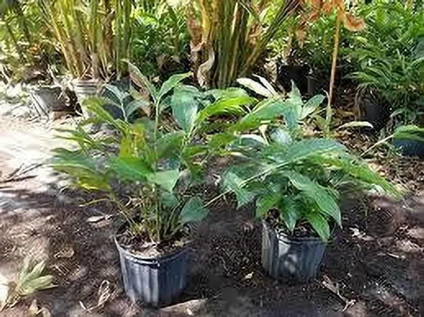 Elaichi/Cardamom_Plant_(Hybrid,_Pack_of_1)