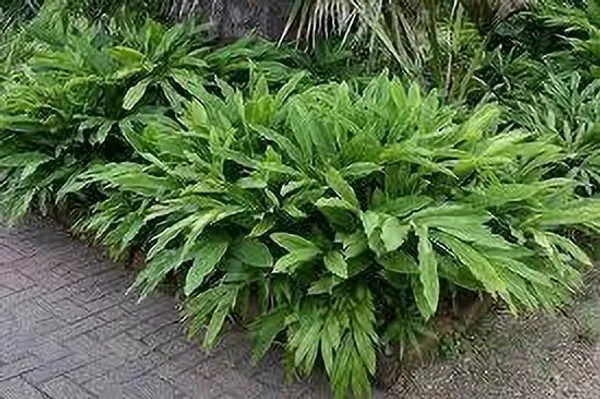 Elaichi/Cardamom_Plant_(Hybrid,_Pack_of_1)