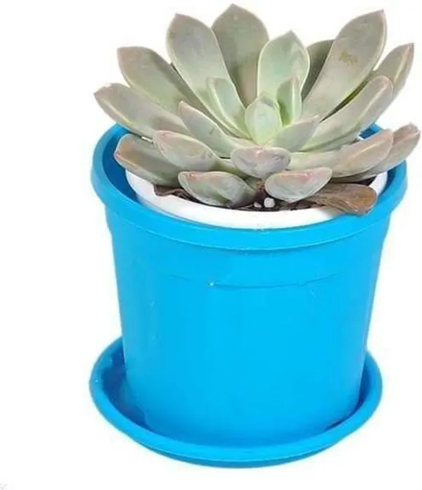 Echeveria_Melaco_Plant_(Hybrid,_Pack_of_1)