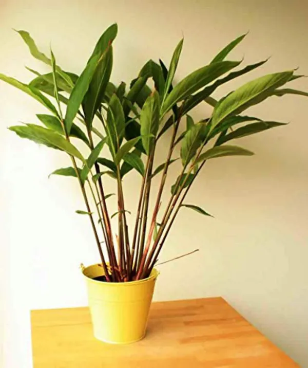 Elaichi/Cardamom_Plant_(Hybrid,_Pack_of_1)