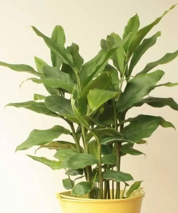 Elaichi/Cardamom_Plant_(Hybrid,_Pack_of_1)