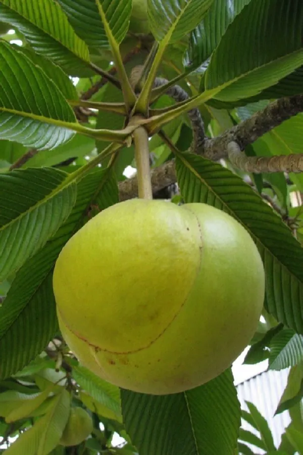 Elephant_Apple_Plant_(Hybrid,_Pack_of_1)