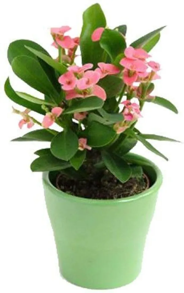 Euphorbia_Plant_(Hybrid,_Pack_of_1)