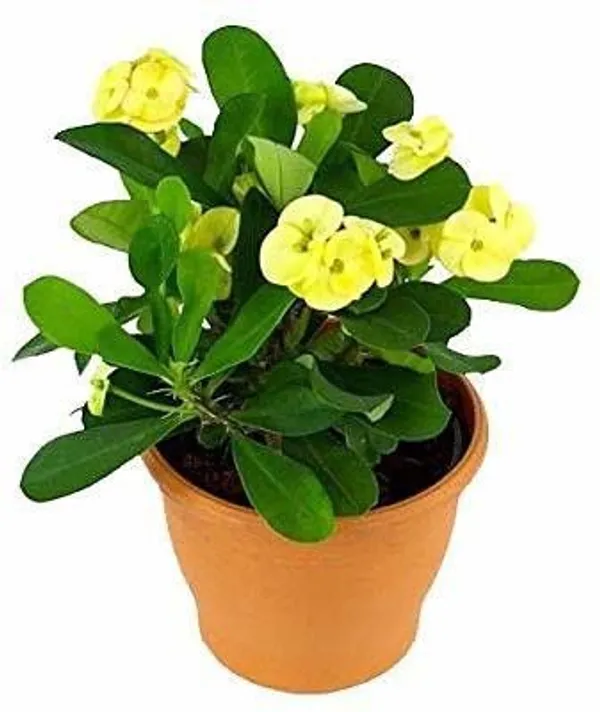Euphorbia_Plant_(Hybrid,_Pack_of_1)