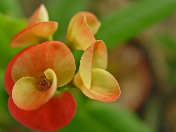 Euphorbia_Plant_(Hybrid,_Pack_of_1)