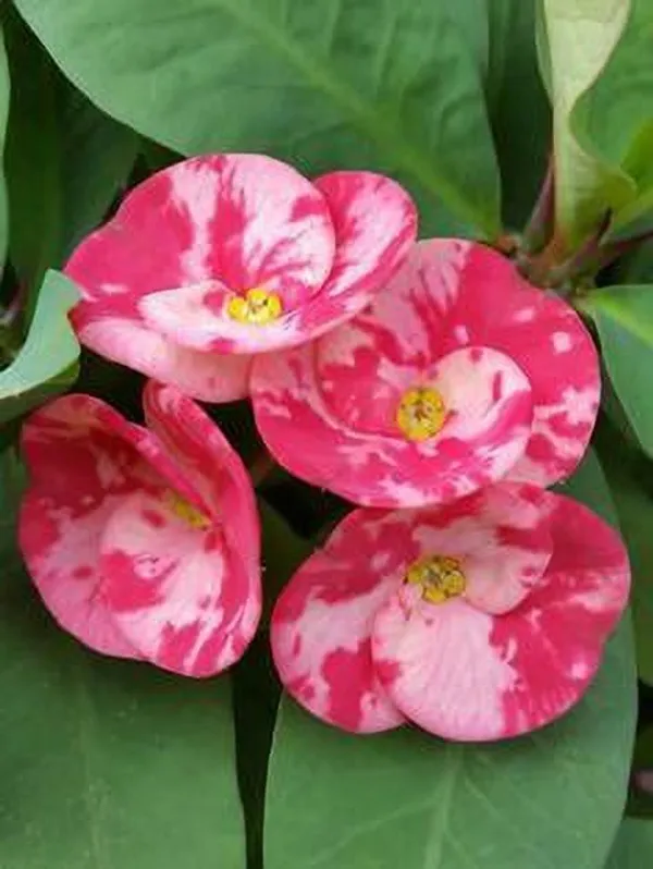 Euphorbia_Plant_(Hybrid,_Pack_of_1)