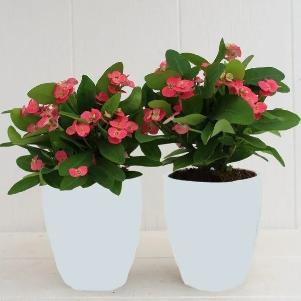 Euphorbia_Plant_(Hybrid,_Pack_of_1)