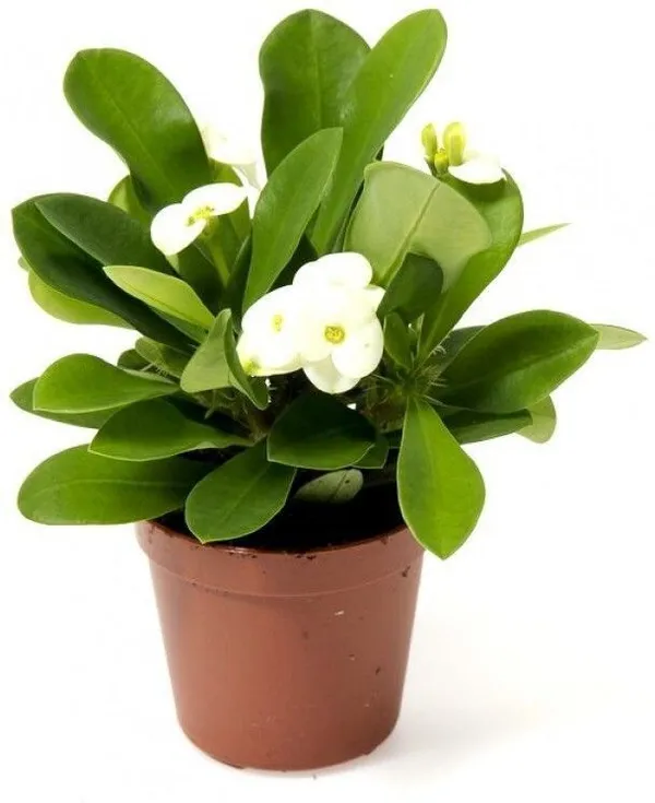 Euphorbia_Plant_(Hybrid,_Pack_of_1)