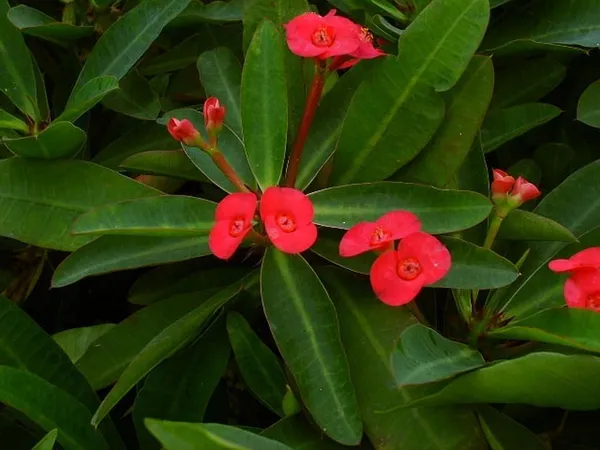 Euphorbia_Plant_(Hybrid,_Pack_of_1)