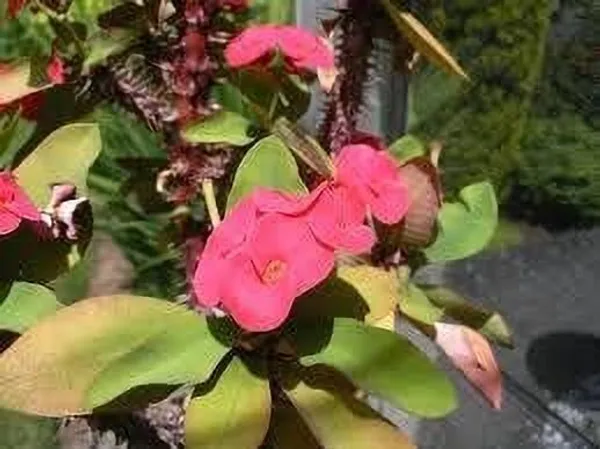Euphorbia_Plant_(Hybrid,_Pack_of_1)