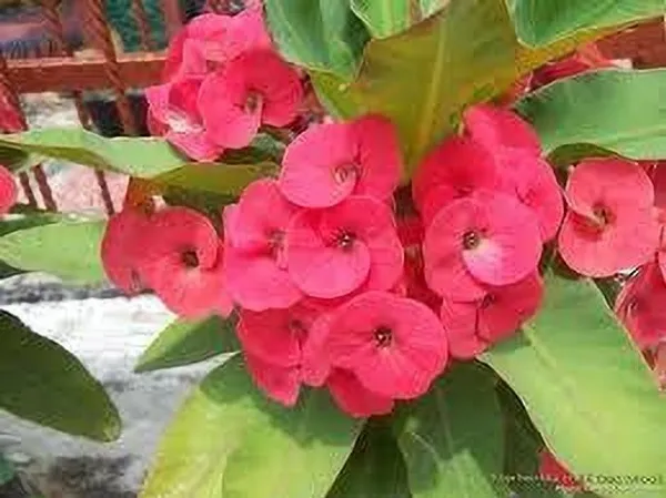 Euphorbia_Plant_(Hybrid,_Pack_of_1)