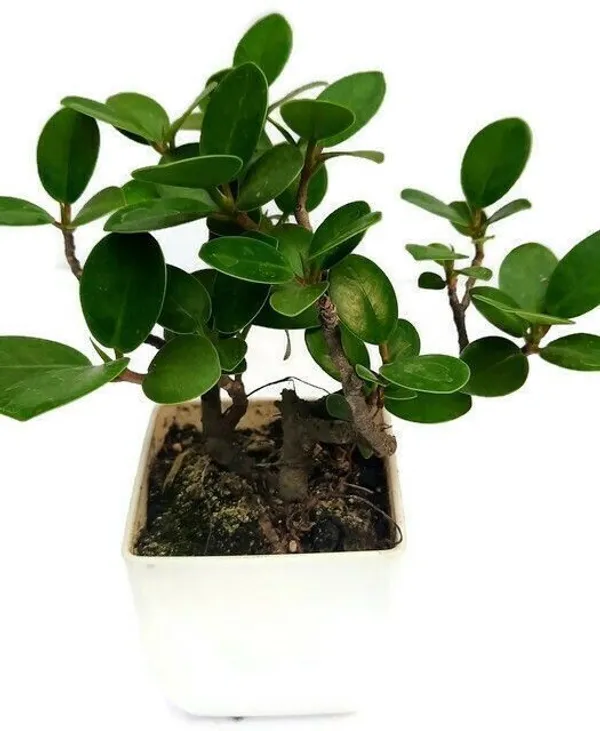 Ficus_Plant_(Hybrid,_Pack_of_1)