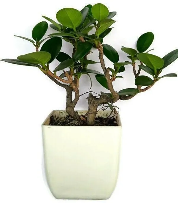 Ficus_Plant_(Hybrid,_Pack_of_1)
