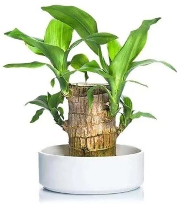 Mini_Brazalian_wood_(Hybrid,_Pack_of_1)