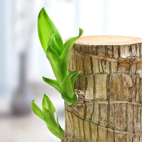 Mini_Brazalian_wood_(Hybrid,_Pack_of_1)