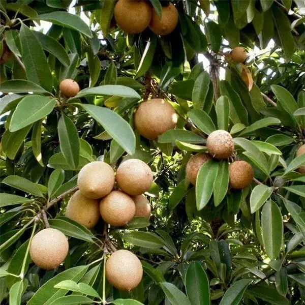 Chiku_Plant_(Hybrid,_Pack_of_1)