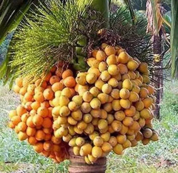 Betel_Nut/Supari_Plant_(Hybrid,_Pack_of_1)