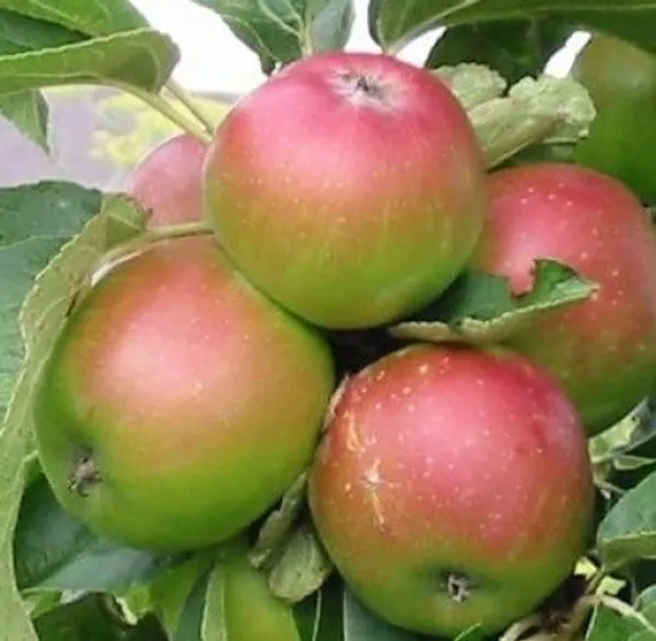 Elephant_Apple_Plant_(Hybrid,_Pack_of_1)