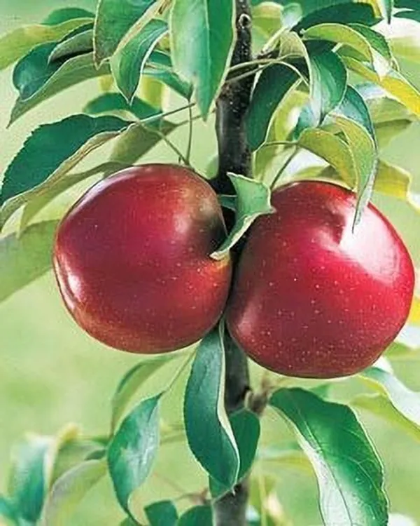 Elephant_Apple_Plant_(Hybrid,_Pack_of_1)