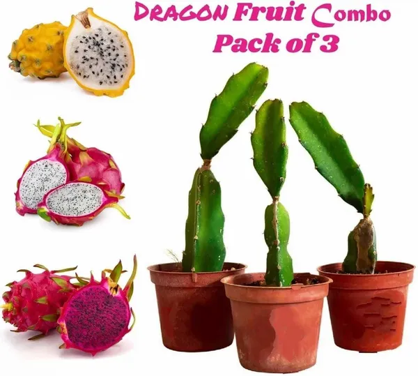 Dragon_Tree_(Hybrid,_Pack_of_1)