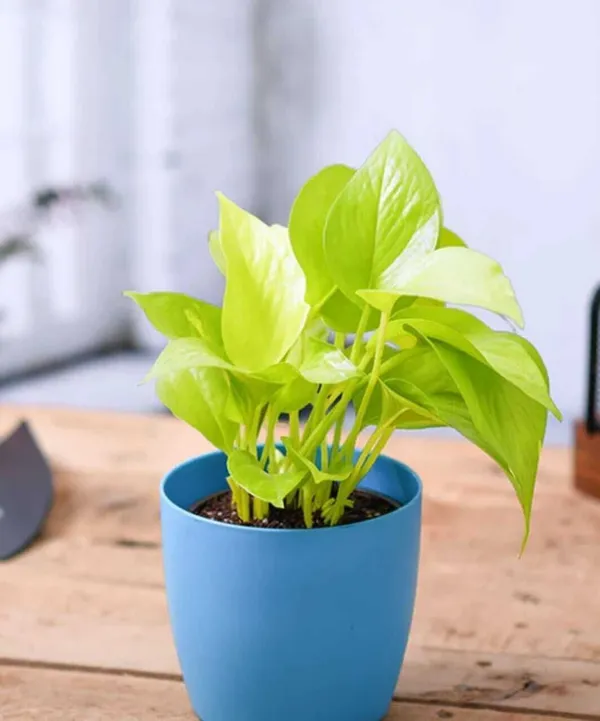 Money_Plant_(Hybrid,_Pack_of_1)
