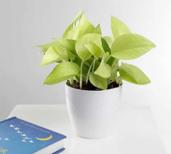 Money_Plant_(Hybrid,_Pack_of_1)