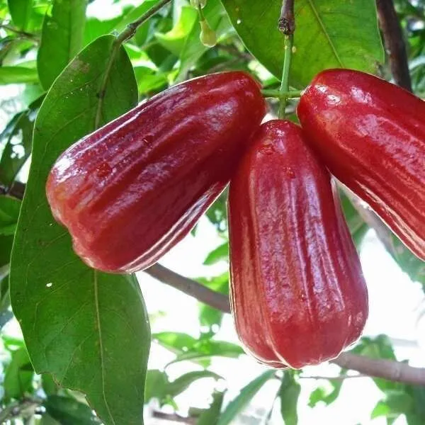 Jamun_Plant_(Hybrid,_Pack_of_1)