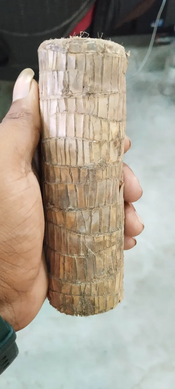 Mini_Brazalian_wood_(Hybrid,_Pack_of_1)