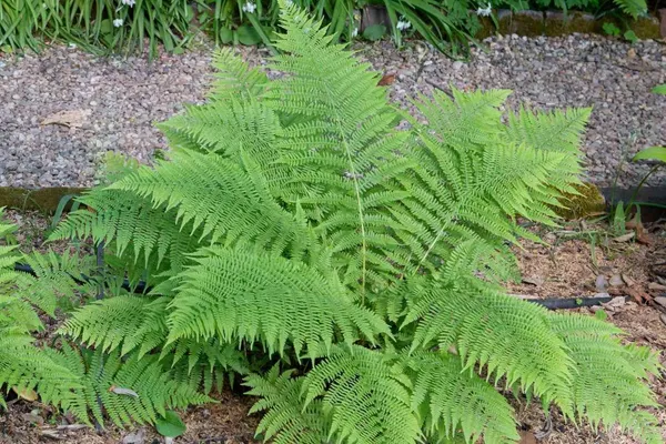 Fern_Plant_(Hybrid,_Pack_of_1)