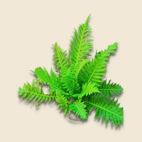 Fern_Plant_(Hybrid,_Pack_of_1)