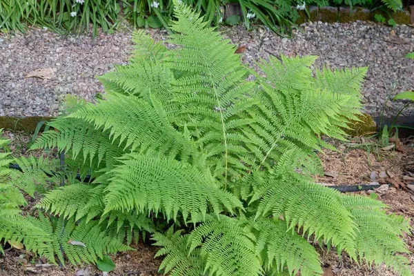 Fern_Plant_(Hybrid,_Pack_of_1)