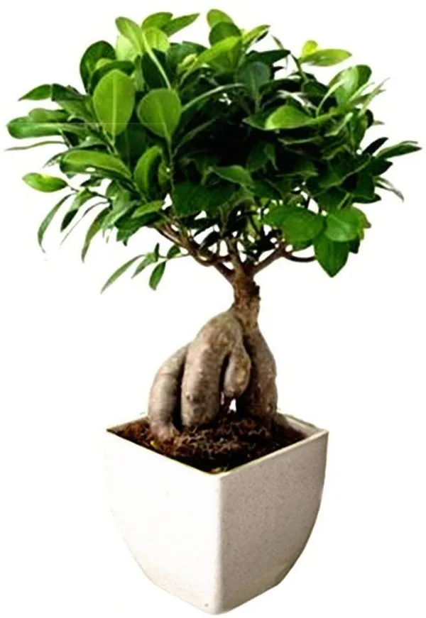 Ficus_Bonsai_(Hybrid,_Pack_of_1)