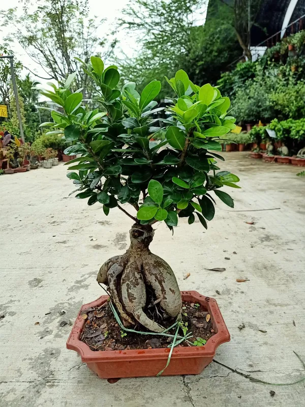 Ficus_Bonsai_(Hybrid,_Pack_of_1)
