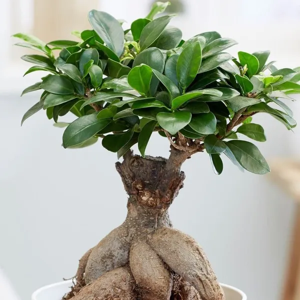 Ficus_Bonsai_(Hybrid,_Pack_of_1)