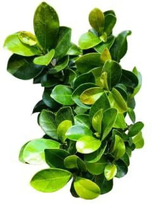 Ficus_Bonsai_Plant_(Hybrid,_Pack_of_1)