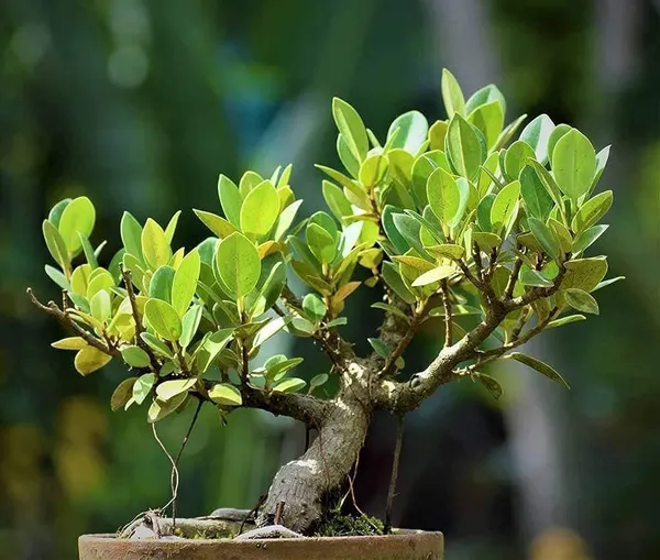 Chinese_Evergreen_Plant_(Hybrid,_Pack_of_1)