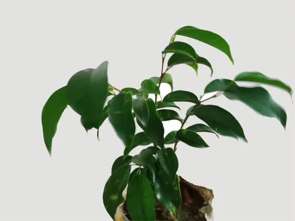 Ficus_Bonsai_Plant_(Hybrid,_Pack_of_1)
