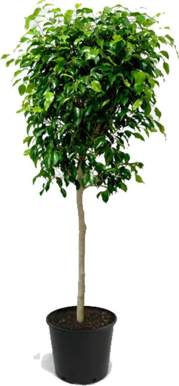 Ficus_Bonsai_Plant_(Hybrid,_Pack_of_1)