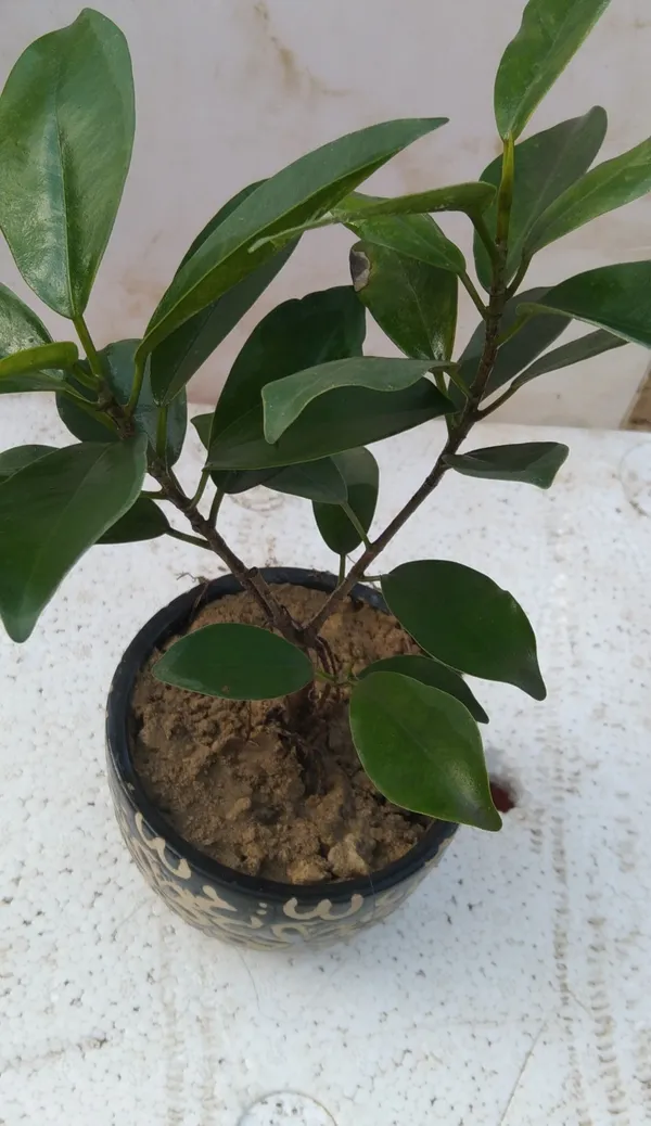 Ficus_Compacta_Plant_(Hybrid,_Pack_of_1)
