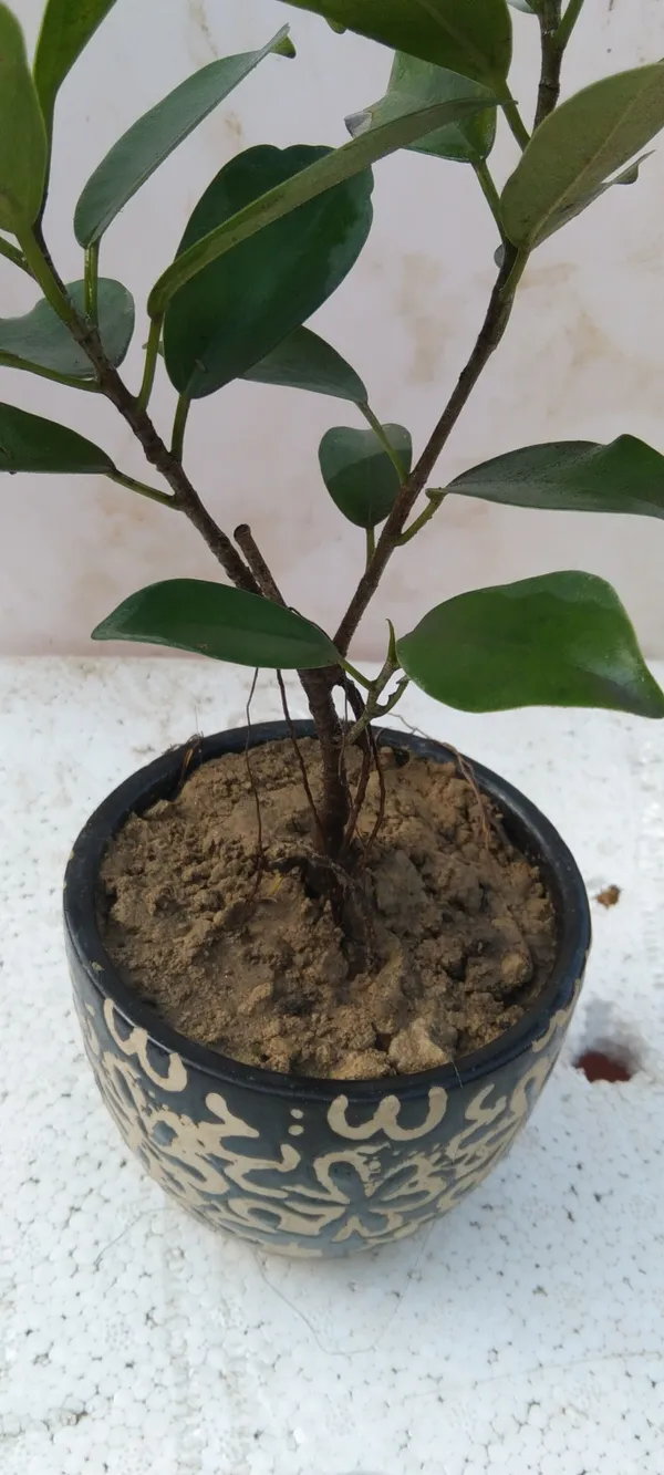 Ficus_Compacta_Plant_(Hybrid,_Pack_of_1)