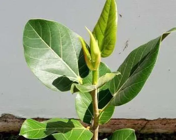 Sageretia_Plant_(Hybrid,_Pack_of_1)