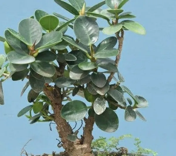 Ficus_Bonsai_(Hybrid,_Pack_of_1)