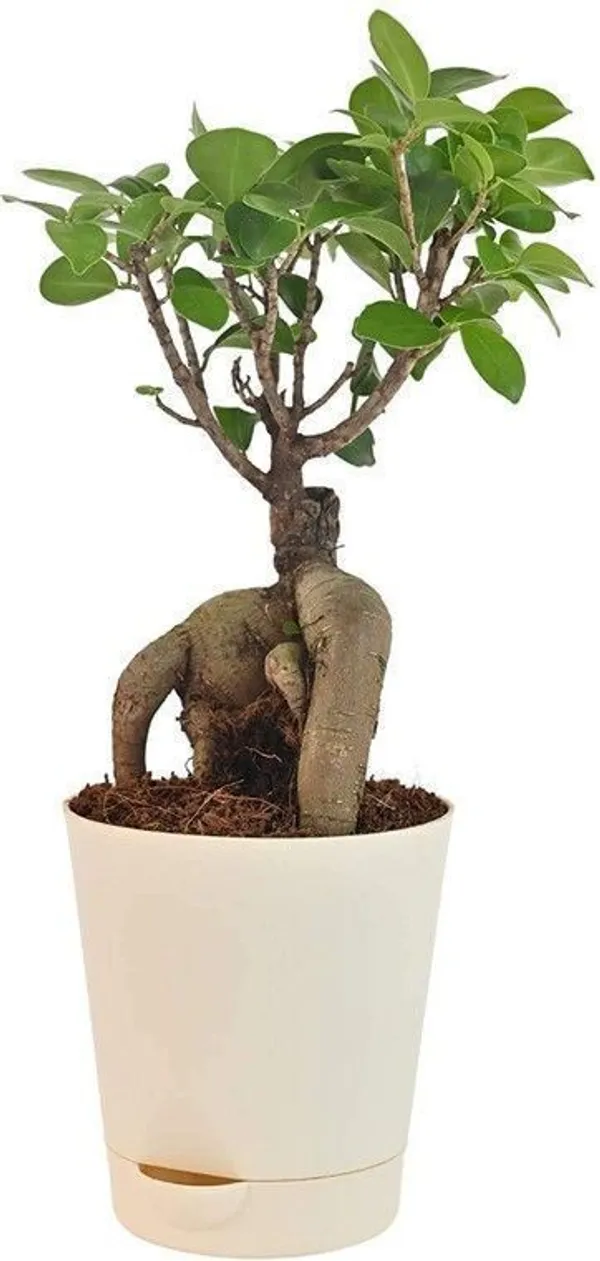 Ficus_Bonsai_Plant_(Hybrid,_Pack_of_1)