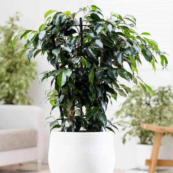 Ficus_Plant_(Hybrid,_Pack_of_1)