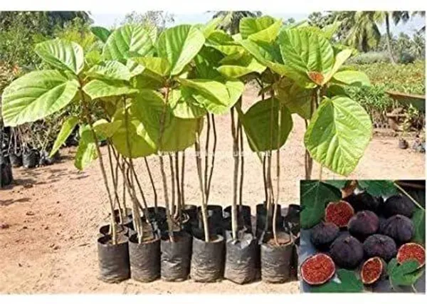 Rose_Plant_(Hybrid,_Pack_of_1)