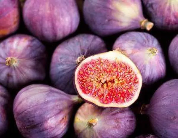 Gular/Cluster_Fig_Plant_(Hybrid,_Pack_of_1)